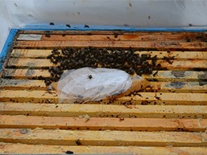 Зимняя подкормка пчёл